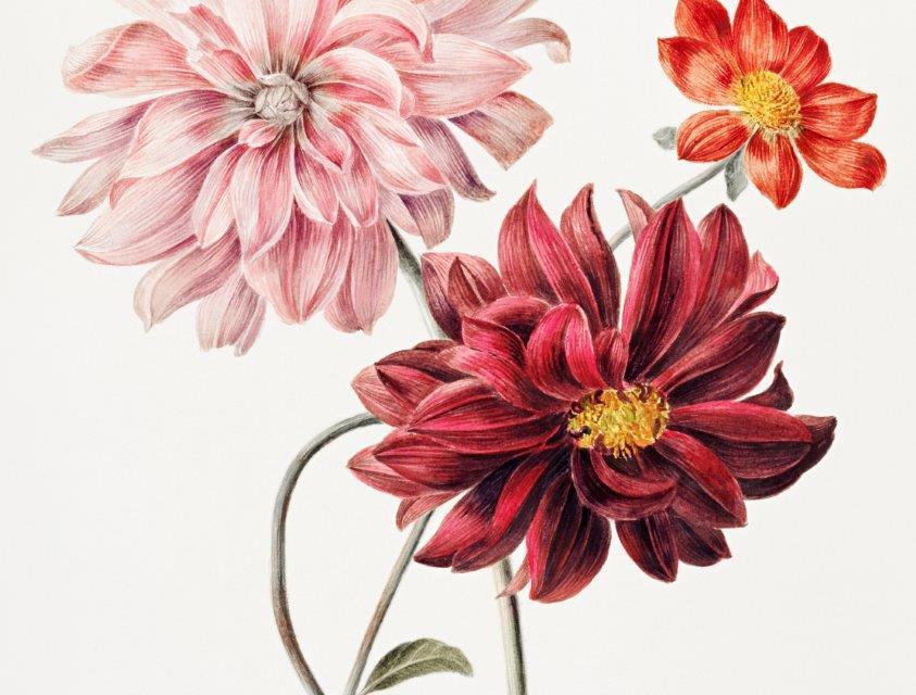 1_smart-art-floral-botanical-design-peony-flower-art