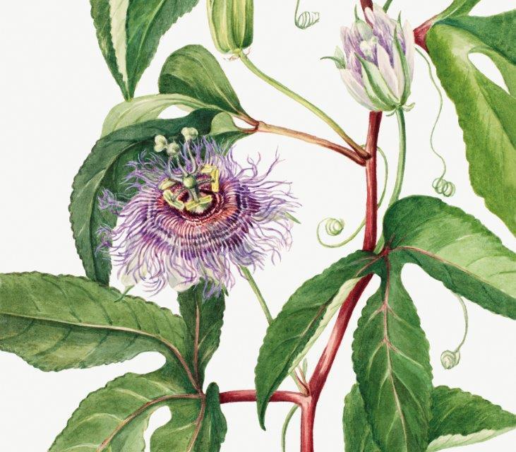 1_smart-art-floral-botanical-design-purple-flower-and-leaves