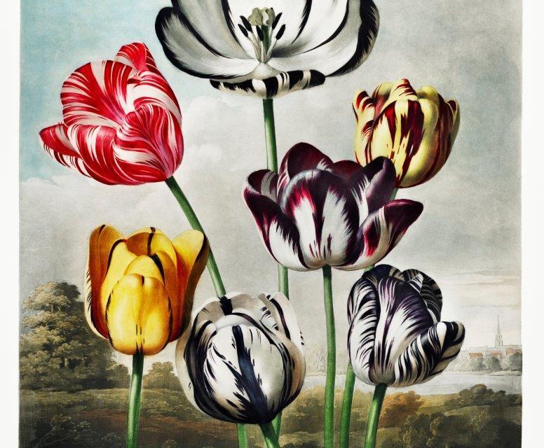 1_smart-art-floral-botanical-design-vintage-tulips