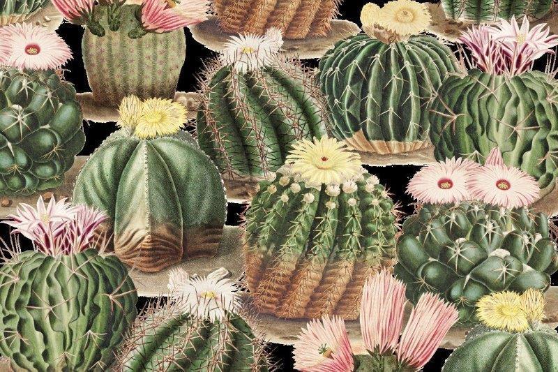 smart-art-floral-botanical-design-botanical-desert-cactus-design