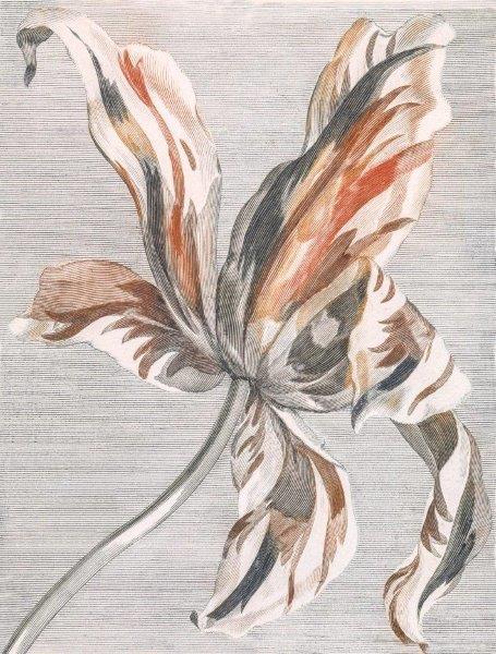 smart-art-floral-botanical-design-etched-flower-art