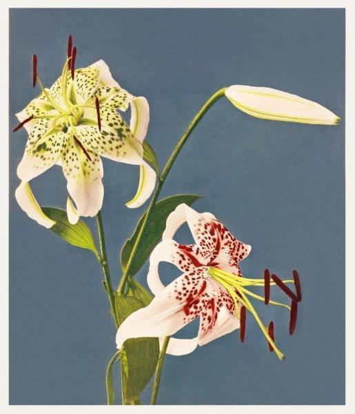 smart-art-floral-botanical-design-lily-photography