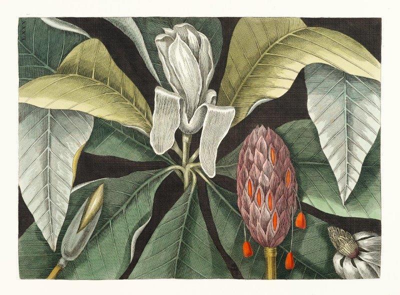 smart-art-floral-botanical-design-vintage-art