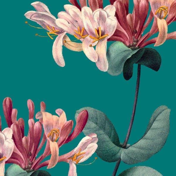 1_smart-art-floral-botanical-design-honeysuckle-macro-on-blue-background-flower