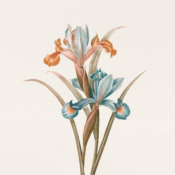 1_smart-art-floral-botanical-design-iris-vintage-art