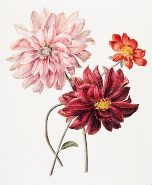 1_smart-art-floral-botanical-design-peony-flower-art