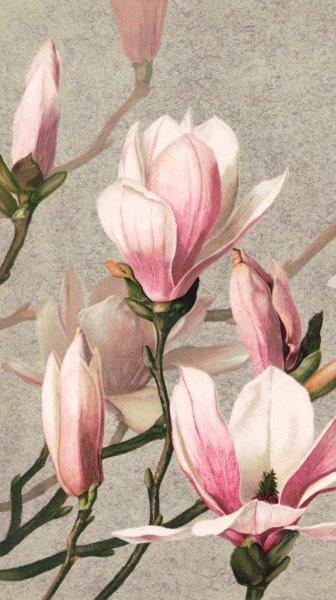 1_smart-art-floral-botanical-design-vintage-Magnolia-flower-painting-art