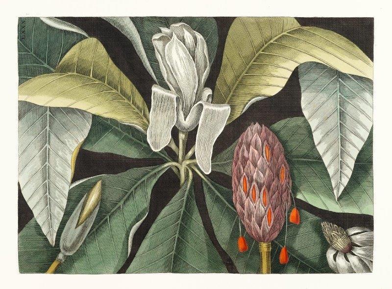 1_smart-art-floral-botanical-design-vintage-art