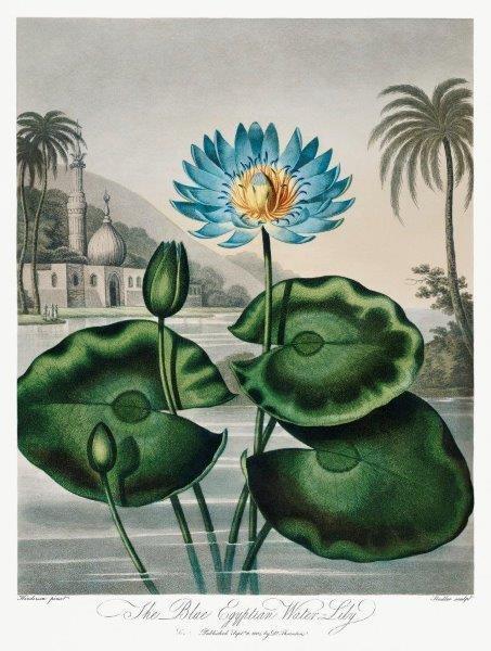 1_smart-art-floral-botanical-design-vintage-water-lily-with-black-and-white-artistic-landscape-background-with-palm-leaves