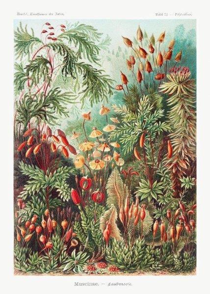 2_smart-art-floral-botanical-design-botanical-vintage-design