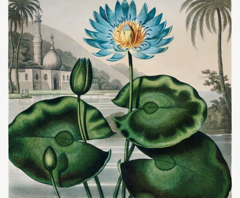 2_smart-art-floral-botanical-design-vintage-water-lily-with-black-and-white-artistic-landscape-background-with-palm-leaves