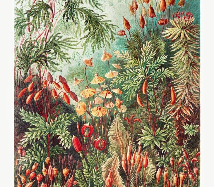 5_smart-art-floral-botanical-design-botanical-vintage-design