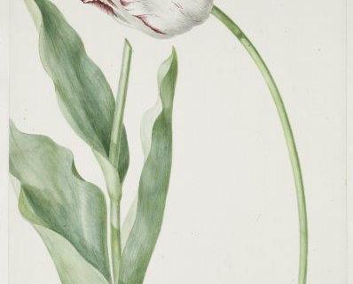 smart-art-botanical-floral-pattern-design-30