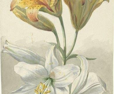smart-art-botanical-floral-pattern-design-32
