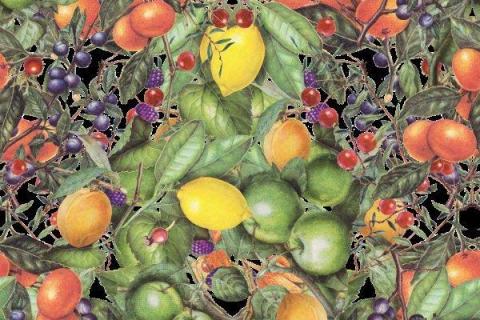 smart-art-botanical-fruit-lemon-aplle-orange-berries-pattern-design-9
