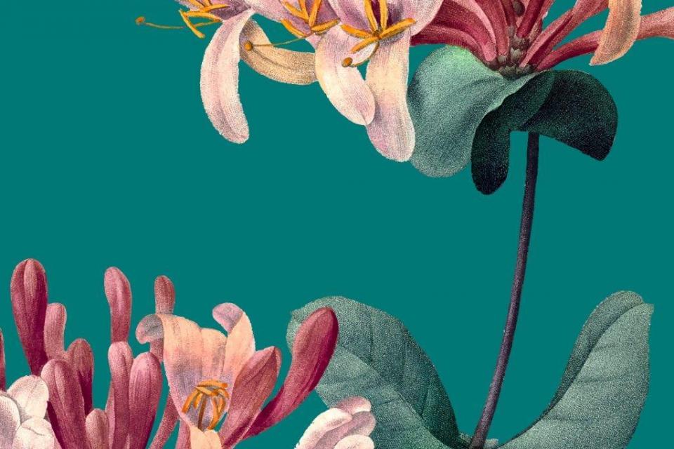 smart-art-floral-botanical-design-honeysuckle-macro-on-blue-background-flower