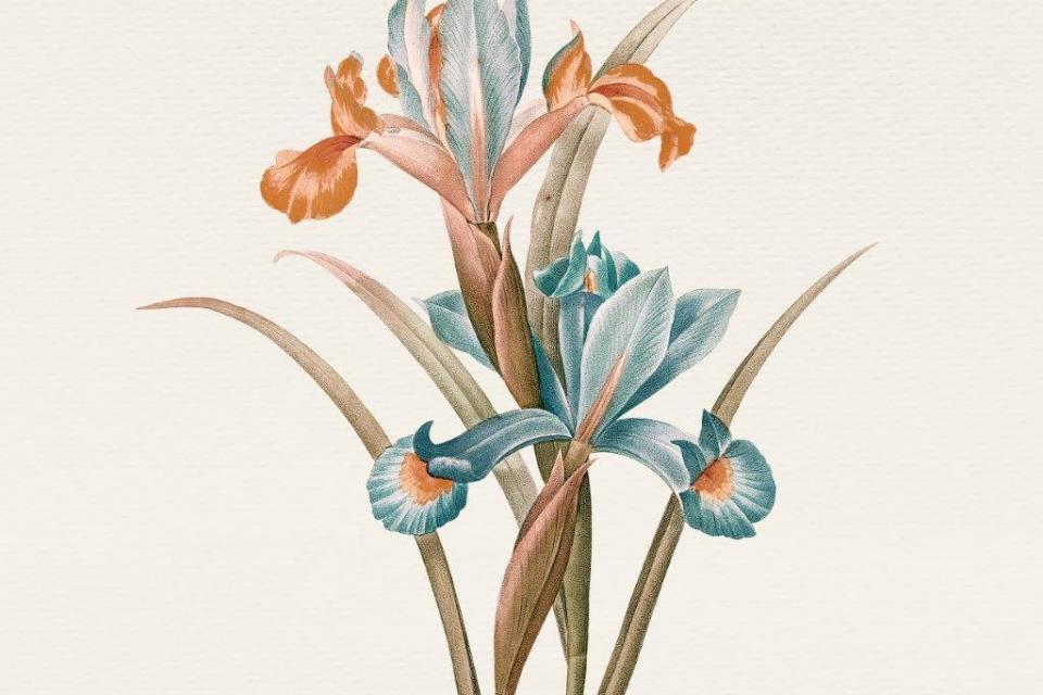 smart-art-floral-botanical-design-iris-vintage-art