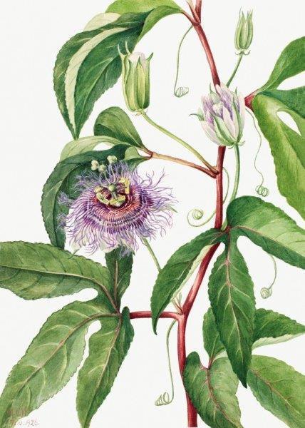 smart-art-floral-botanical-design-purple-flower-and-leaves