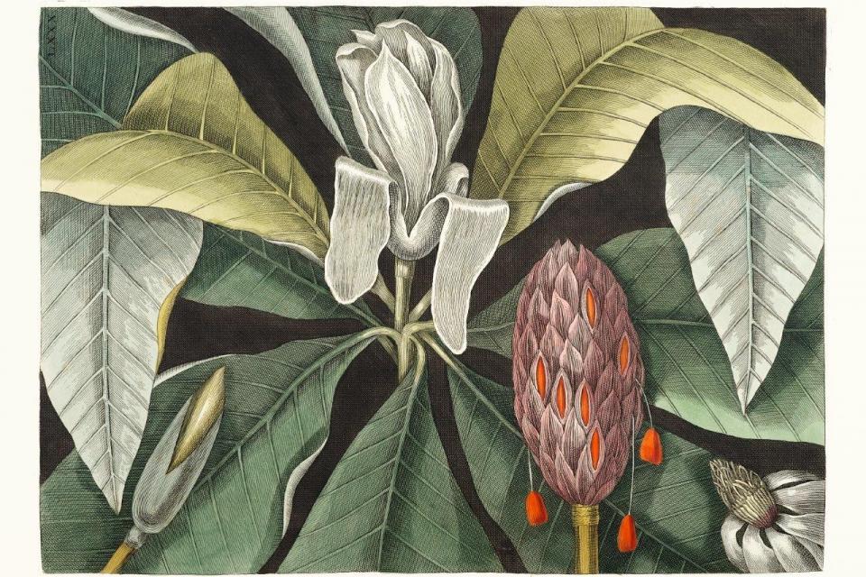 smart-art-floral-botanical-design-vintage-art