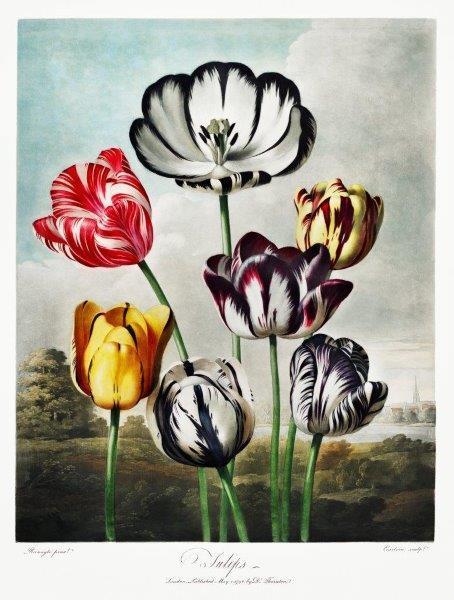 smart-art-floral-botanical-design-vintage-tulips