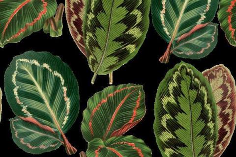 smart-art-prrotea-banana-palm-monster-leaves-pattern-design-2