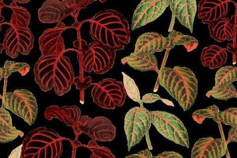 smart-art-prrotea-banana-palm-monster-leaves-pattern-design-3