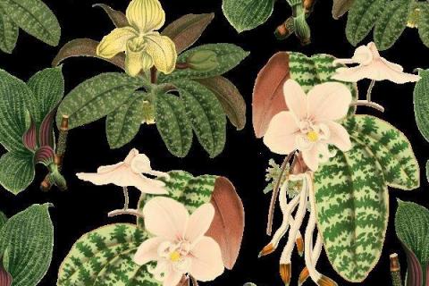 smart-art-prrotea-banana-palm-monster-leaves-pattern-design-5