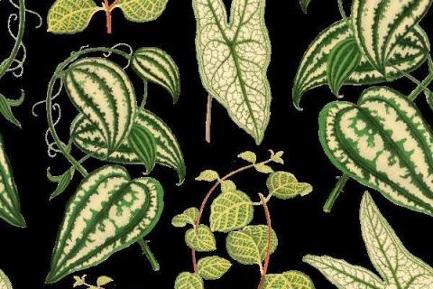 smart-art-prrotea-banana-palm-monster-leaves-pattern-design-6