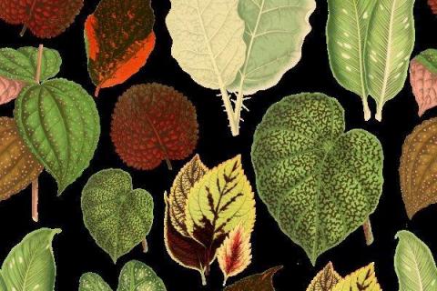 smart-art-tropical-leaves-banana-monster-palm-jungle-wallpaper-background-13