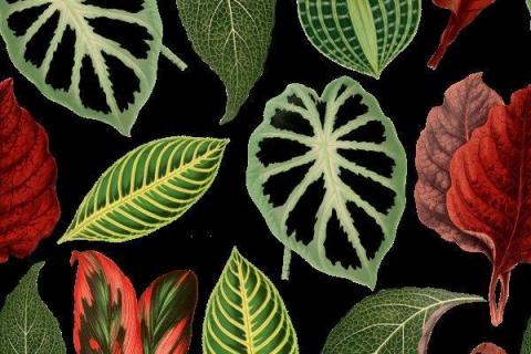 smart-art-tropical-leaves-banana-monster-palm-jungle-wallpaper-background-9