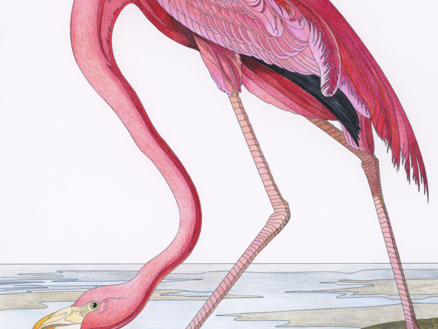 Pink Flamingo from Birds of America (1827) by John James Audubon. Adult coloring page.