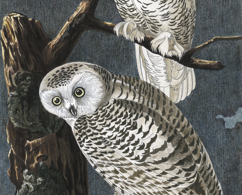 Snowy Owl from Birds of America (1827) by John James Audubon. Adult coloring page.