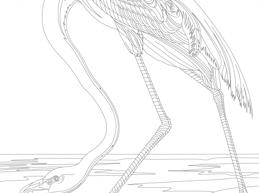 Pink Flamingo from Birds of America (1827) by John James Audubon. Adult coloring page.