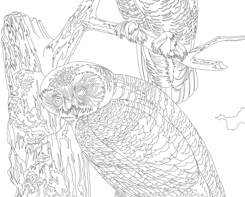 Snowy Owl from Birds of America (1827) by John James Audubon. Adult coloring page.