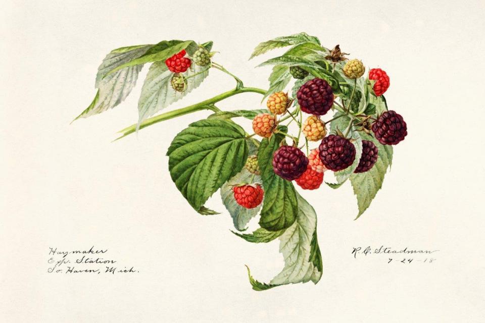 smart-art-fruits-food-illustrations-berries-blackberry-raspberry-vintage-art