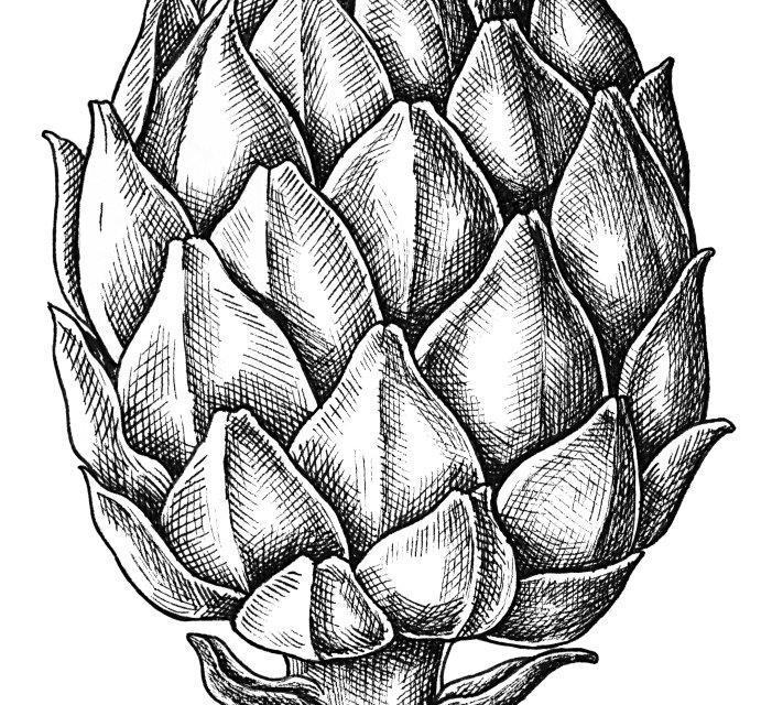smart-art-fruits-food-illustrations-black-and-white-line-art-artichoke