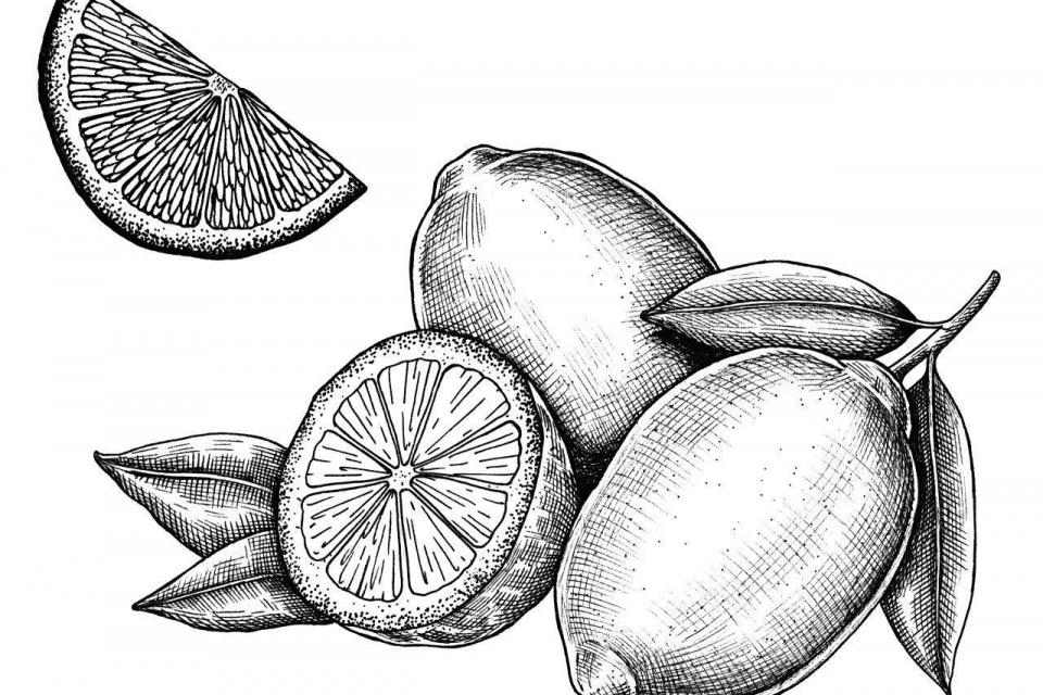 smart-art-fruits-food-illustrations-black-line-art-lemons