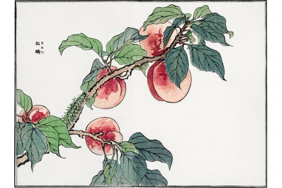 smart-art-fruits-food-illustrations-botanical-peach-chinese-design