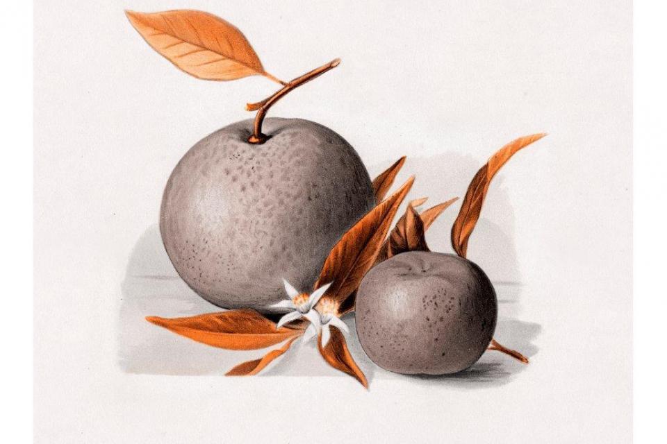 smart-art-fruits-food-illustrations-orange-blossom-pencil-drawing