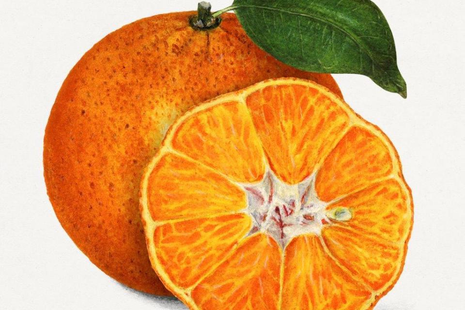 smart-art-fruits-food-illustrations-orange