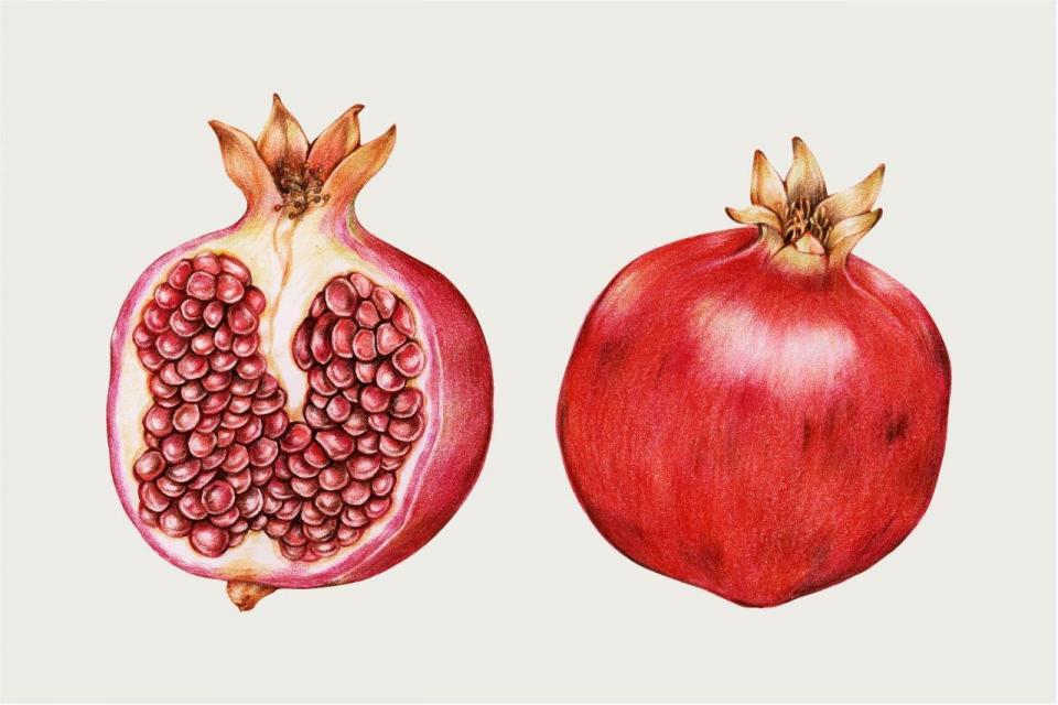 smart-art-fruits-food-illustrations-pomegranate