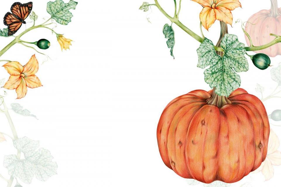 smart-art-fruits-food-illustrations-pumpkin-flowers-butterfly