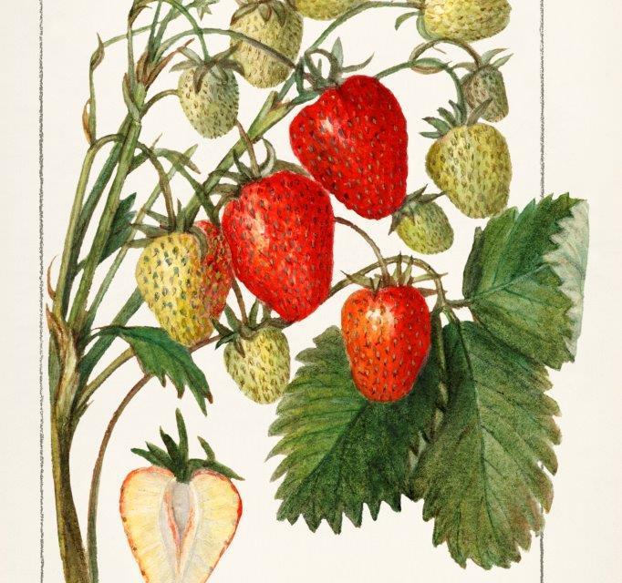 smart-art-fruits-food-illustrations-strawberry-vintage-art