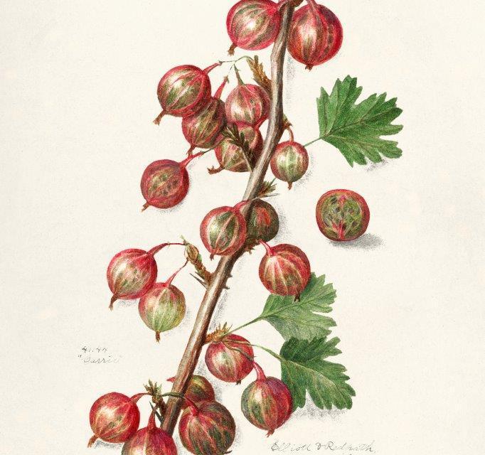 smart-art-fruits-food-illustrations-vintage-art