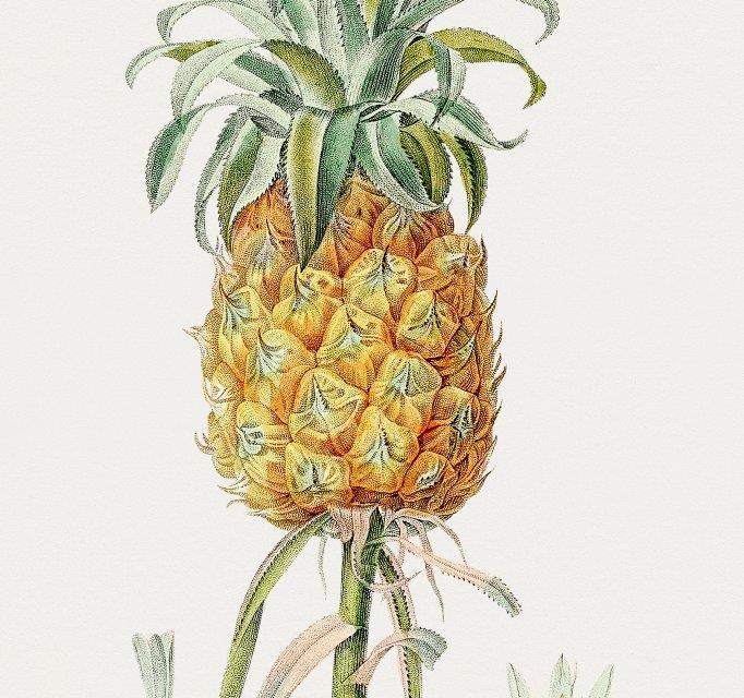 smart-art-fruits-food-illustrations-vintage-pineapple