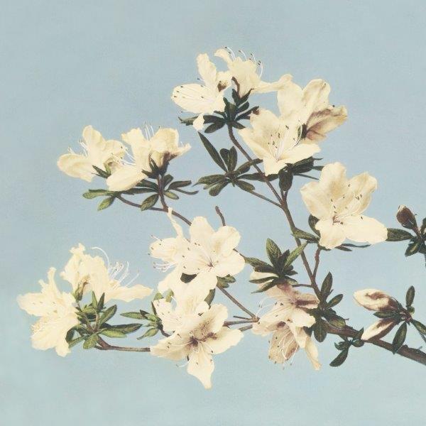 1_RETRO-LILYS