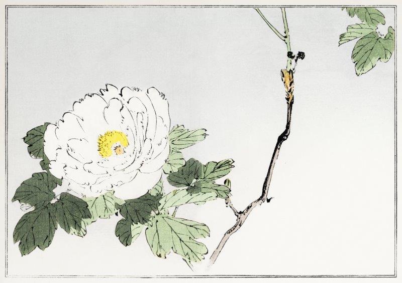 smart-art-oriental-art-white-rose