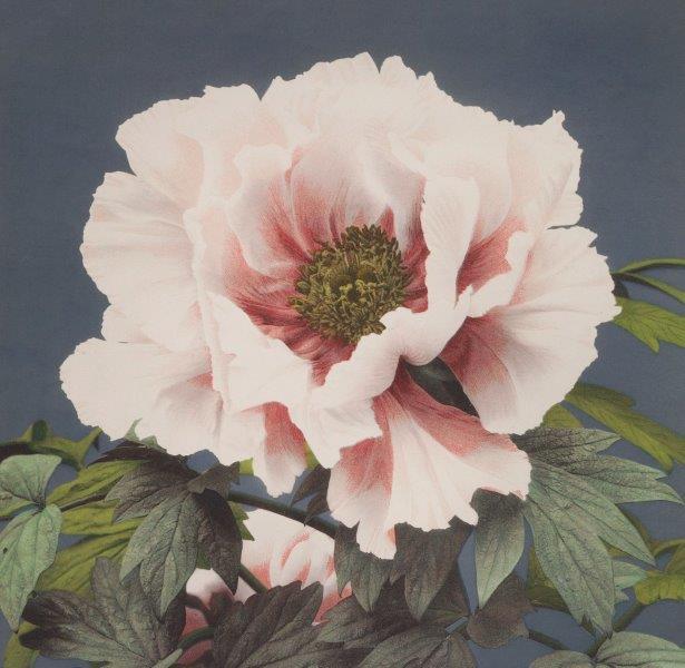 RETRO-PINK-FLOWER