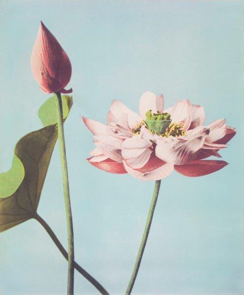 RETRO-PINK-FLOWERS