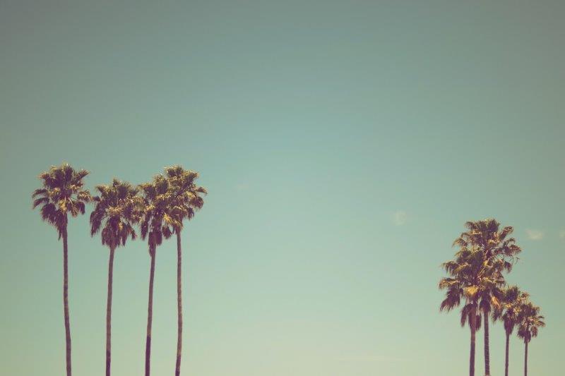 RETRO-SEPERATE-PALM-TREES